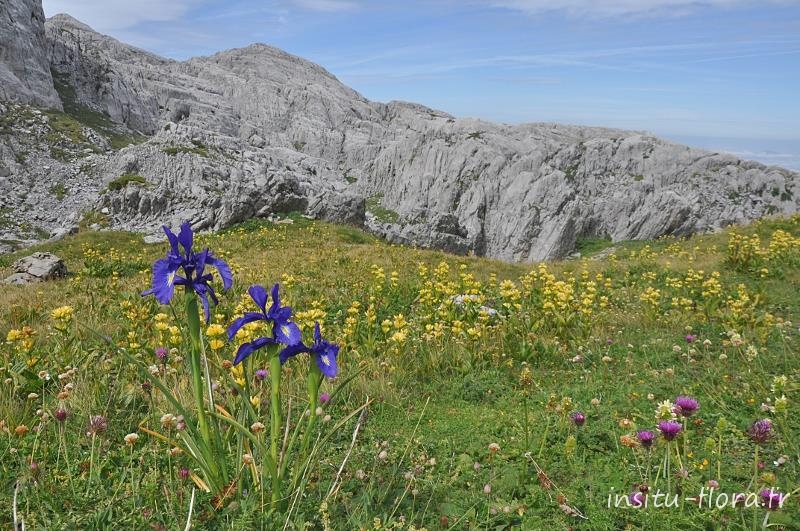 Iris des Pyrénées ; Iris latifolia (Mill.) Voss sur fond de Gentianes de Burser ; Gentiana burseri Lapeyr. - Massif du pic d'Anie, août 2011