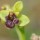 Ophrys bombyx (Ophrys bombyliflora)