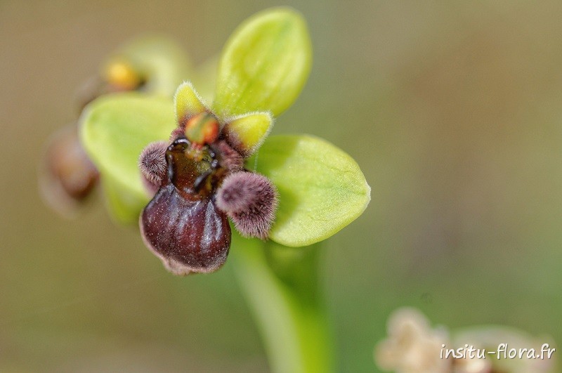 Ophrys bombyx (Ophrys bombyliflora) - Plateau de Gious Kambos