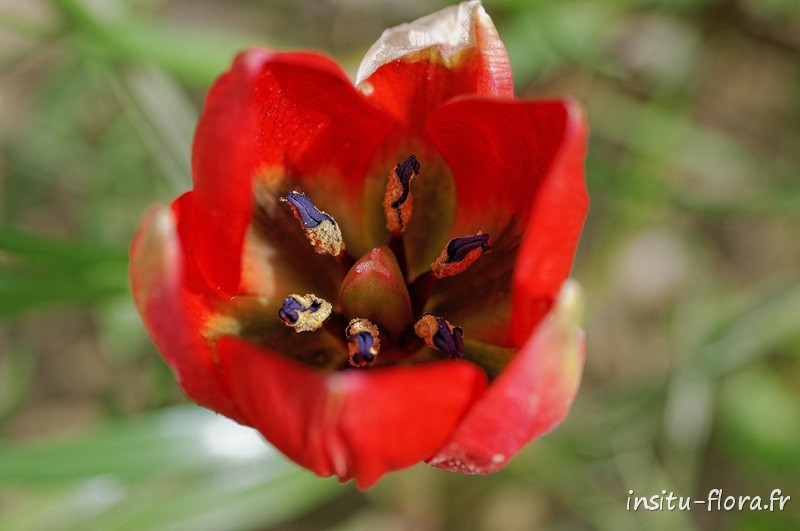 Tulipe de Doerfler (Tulipa doerfleri) - Plateau de Gious Kambos