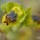 Ophrys de Sicile (Ophrys sicula)