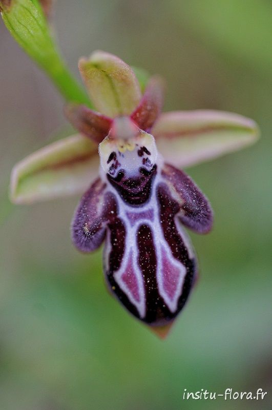 Ophrys de Crète (Ophrys cretica) - Plateau de Gious Kambos