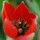 Tulipe de Doerfler (Tulipa doerfleri)