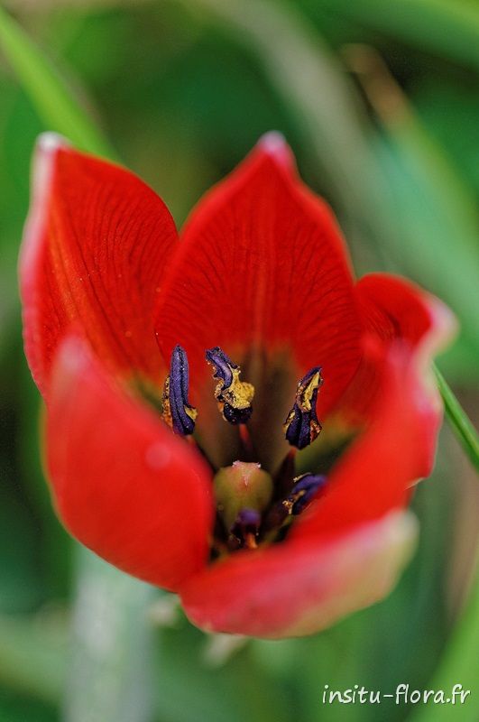 Tulipe de Doerfler (Tulipa doerfleri) - Plateau de Gious Kambos