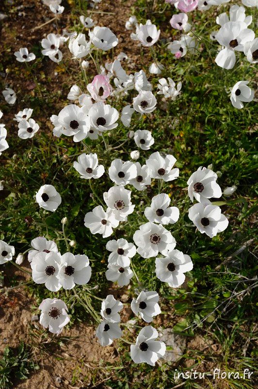 Renoncules d'Orient (Ranunculus asiaticus) - Melambes