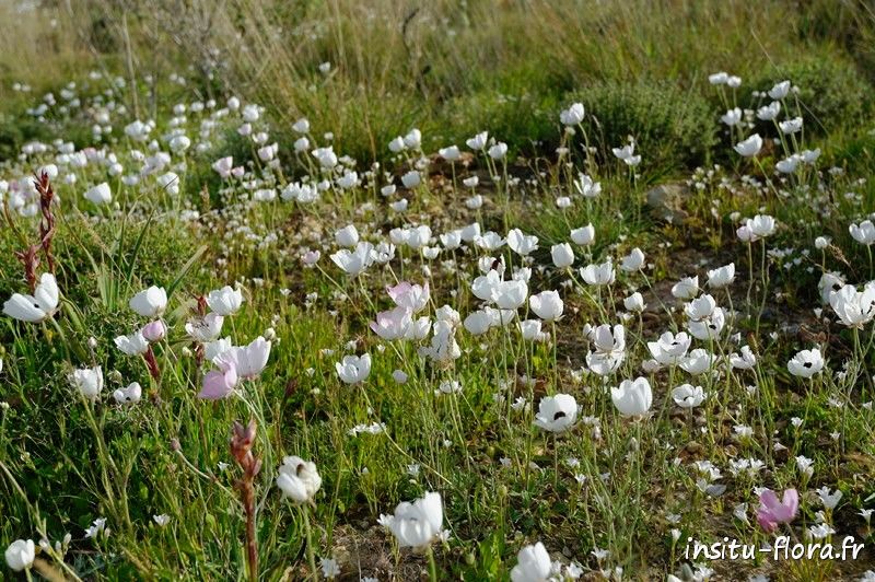 Pelouse à Renoncules d'Orient (Ranunculus asiaticus) et Gagées grecques (Gagea graeca) - Melambes