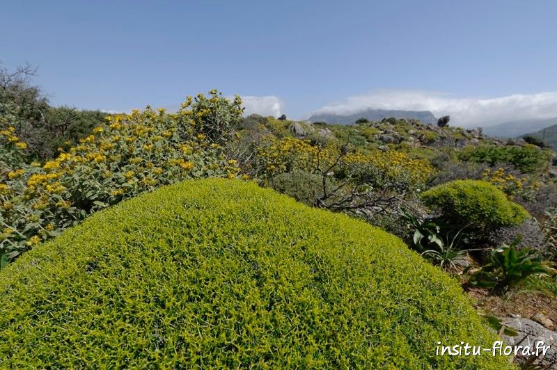 Euphorbe hérisson (Euphorbia acanthothamnos) - Gorges de Preveli