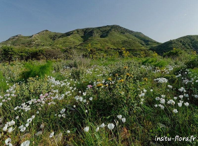 Pelouse à Renoncules d'Orient (Ranunculus asiaticus) - Melambes, Crète, 18 avril 2015
