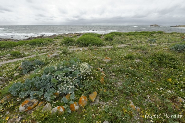 Un chou marin réfugié sur la terre ferme ; Crambe maritima L. * - Ile d'Hoedic, juin 2013