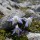 Ancolie (Aquilegia pyrenaica subsp discolor) sur les flancs du Pic de Sagrado Corazan, massif oriental des Pics d'Europe