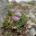 Jurinée naine (Jurinea humilis) - Pic de Sagrado Corazan, massif oriental des Pics d'Europe
