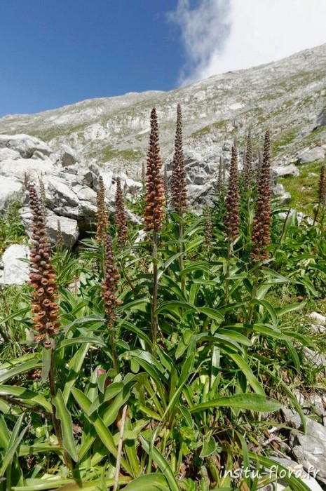 Digitales à petites fleurs (Digitalis parviflora) sur le sentier du Pic de Sagrado Corazan, massif oriental des Pics d'Europe