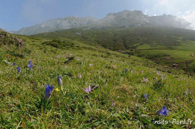 Gentianes et Colchiques (Gentiana pneumonanthe & Merendera montana) - Col de Pandebano