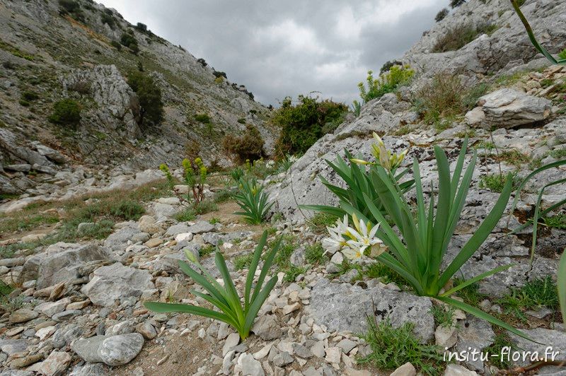 Pancrace d'Illyrie (Pancratium illyricum), Codula de sa Mela