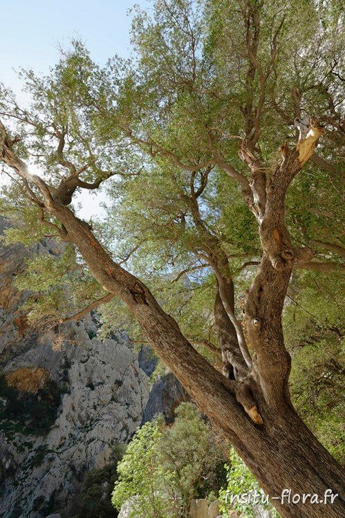 Filaire à larges feuilles (Phillyrea latifolia) - Gorge de “Su Gorropu”