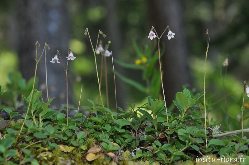 Linnée boréale ; Linnaea borealis L. * - Valsavarenche, Parc National du grand Paradis