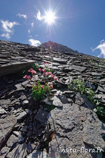 Renoncule des glaciers (Ranunculus glacialis) sur les flancs du Pain de sucre du Queyras