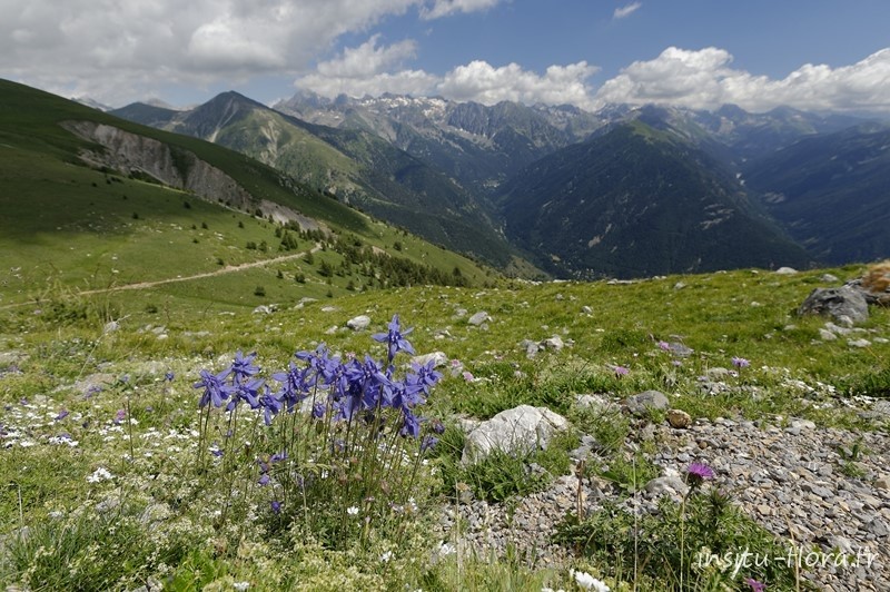 Ancolie endémique des Alpes du Sud ; Aquilegia reuteri Boiss. * - Baus de la Frema
