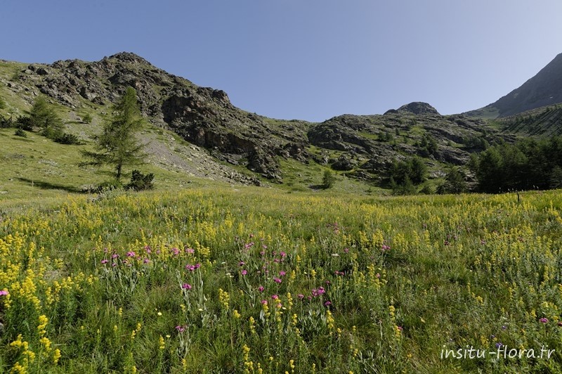 Prairie à Silène fleur de Jupiter ; Lychnis flos-jovis (L.) Desr. – Plateau Morgon, PN du Mercantour