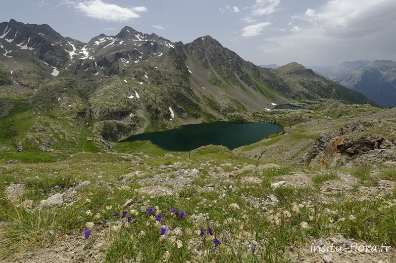 Campanules des Alpes ; Campanula alpestris All. ; face aux lacs de Vens - PN du Mercantour