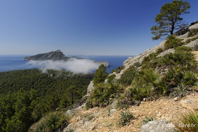 Sentier de la Trapa, Asphodèle ramifié (Asphodelus ramosus) face à l'île de la Dragonera - Majorque