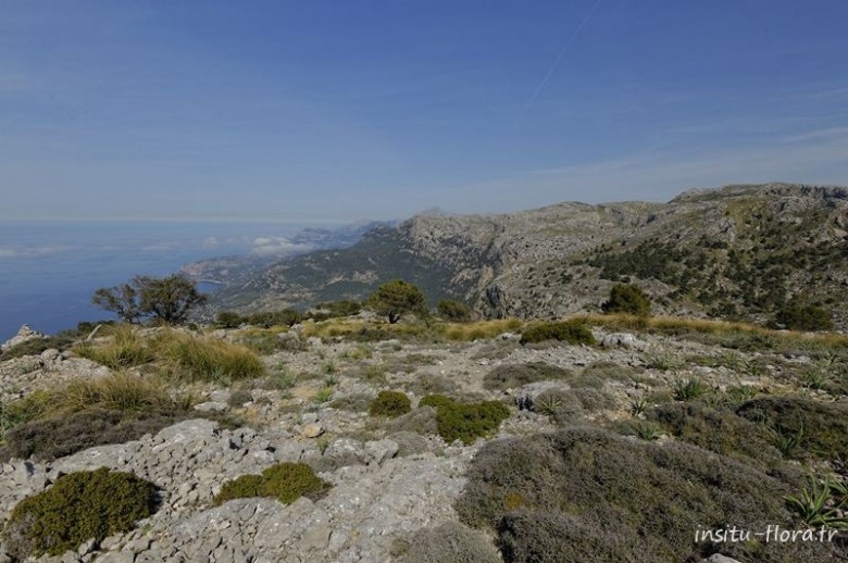 Touffes ébouriffées de Salsepareille (Smilax aspera var. balearica) - Majorque, Serra de Tramuntana, GR221