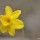 Narcisse à feuilles de jonc ; Narcissus assoanus Dufour