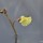 Inflorescence emergée de Petite utriculaire ; Utricularia minor L.