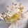 Rosier à petites fleurs ; Rosa micrantha Borrer ex Sm.