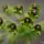 Euphorbe des vallons ; Euphorbia characias L.