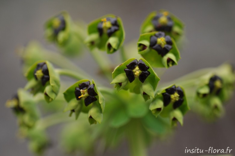 Euphorbe des vallons ; Euphorbia characias L.
