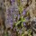 Parois suitante à Grassettes des Causses ; Pinguicula longifolia subsp. caussensis Casper - Cirque des Baumes, mai 2011