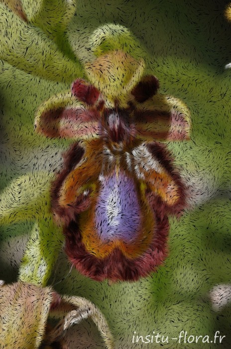 Ophrys miroir ; Ophrys speculum Link *