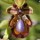 Ophrys miroir ; Ophrys speculum Link *