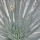Epées d'argent, 'Ahinahina - Argyroxiphium sandwicense DC. subsp. sandwicense - Mauna Kea