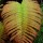 'Ama'u ; Sadleria cyatheoides Kaulf. - Hawai'i Volcanoes National Park, 2005