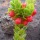 Ohelo 'ai ; Vaccinium reticulatum Sm. - Hawai'i Volcanoes National Park - 2005