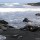 Tortue verte ; Chelonia mydas (Linnaeus, 1758) sur plage de sable noir, 2005