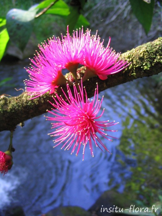 ʻōhiʻa ʻai, Mountain Apple ; Syzygium malaccense (L.) Merr. & L.M. Perry - 2005