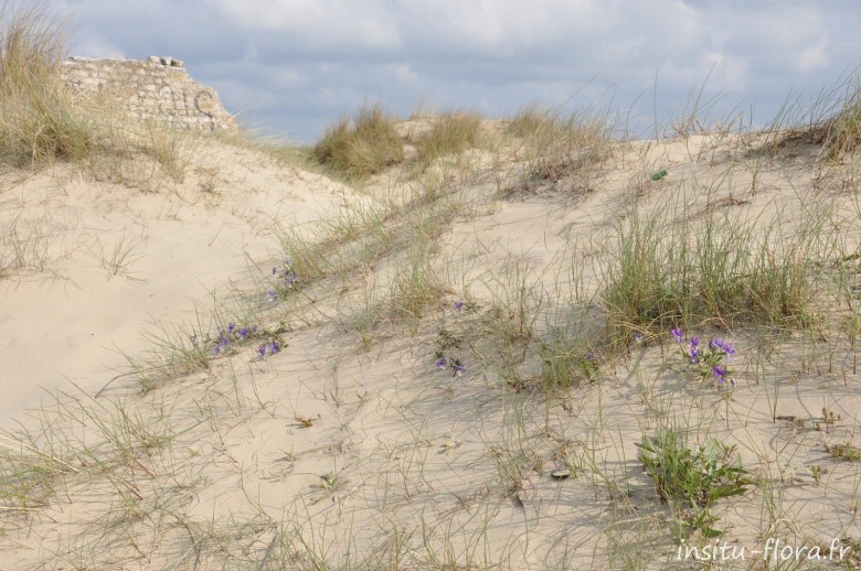Dunes du Perroquet avec Violettes de Curtis ; Viola saxatilis subsp. curtisii (E.Forst.) Kirschner & Skalicky * - Bray-Dunes, mai 2010