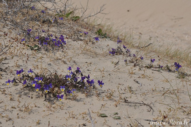 Violettes de Curtis ; Viola saxatilis subsp. curtisii (E.Forst.) Kirschner & Skalicky * - Dune Dewulf, mai 2010