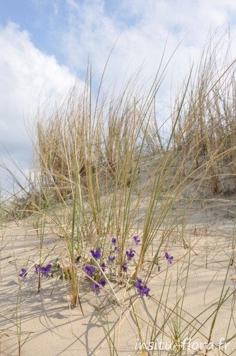 Violettes de Curtis ; Viola saxatilis subsp. curtisii (E.Forst.) Kirschner & Skalicky * - Dunes du Perroquet, Bray-Dunes, mai 2010