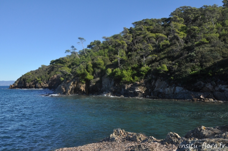 Côte de Port-Cros avec banquette de Posidonies ; Posidonia oceanica (L.) Delile * - novembre 2012