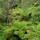 Fougères arborescentes ; Cibotium sp. - Hawai'i Volcanoes National Park, 2005