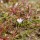 Une romulée ; Romulea columnae Sebast. & Mauri ; en compagnie de Joncs nains ; Juncus pygmaeus Rich. ex Thuill. - Ile d'Yeu, mai 2013