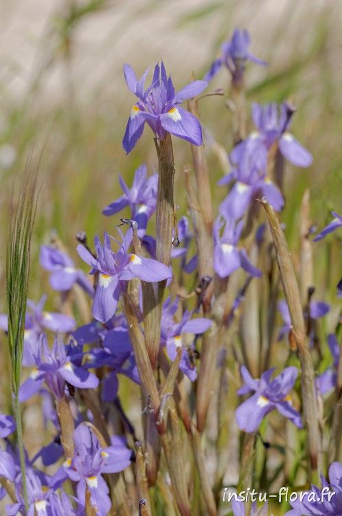 Iris faux sisyrhinque (Moraea sisyrinchium) - Cala Suaraccia