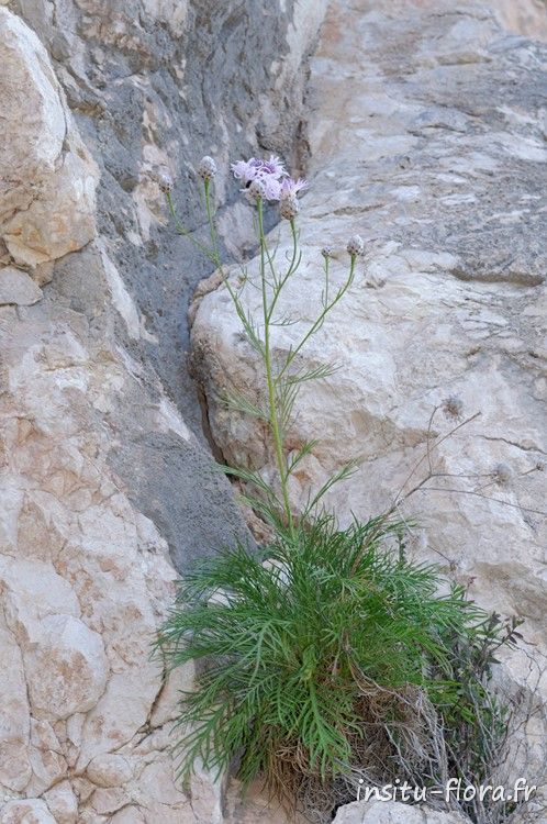 Centaurée (Centaurea filiformis) - Gorge de Bacu Goloritze