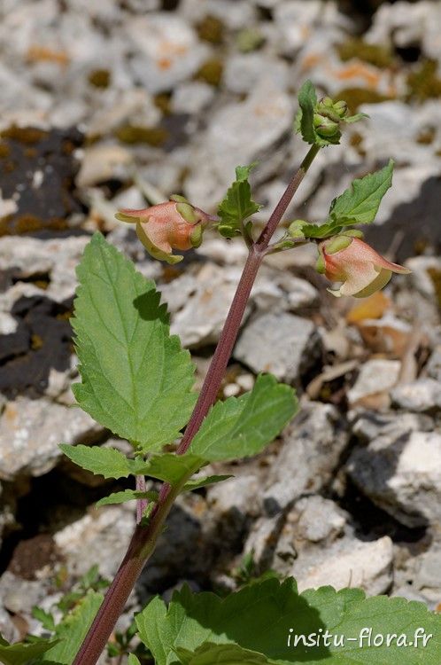 Scrofulaire à trois folioles (Scrophularia trifoliata) - Gorge de Bacu Goloritze