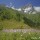 Œillet de Montpellier (Dianthus hyssopifolius) au pied du Mont Valier - Cirque d’Aulas, le 28 juillet 2016