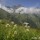 Grande Astrance (Astrantia major) face au Mont Valier, le 28 juillet 2016